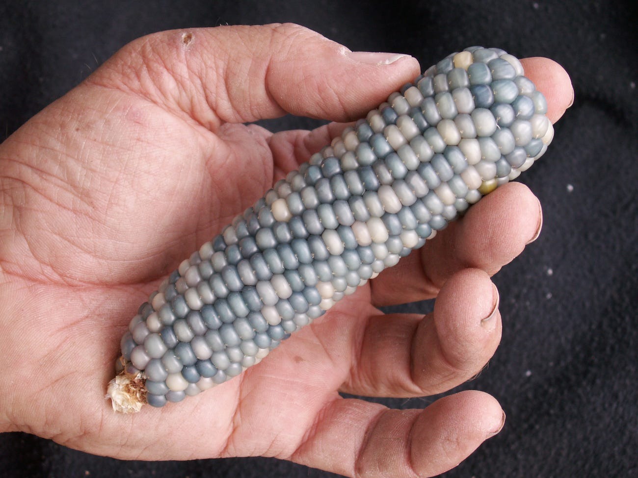 Glass Gem The Story of The Most Beautiful Corn Variety on Earth