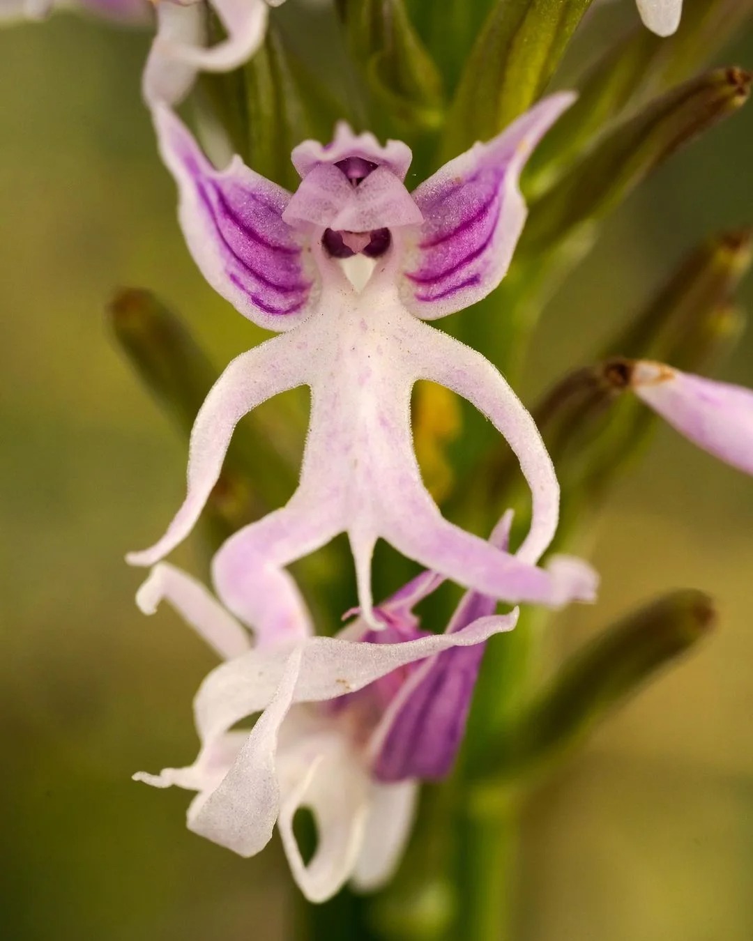 The Hanging Naked Men Orchid: A Fascinating Flower of the Mediterranean ...