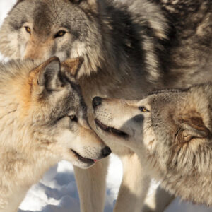 The Unbreakable Bond: The Love and Loyalty of Wolves - Hasan Jasim