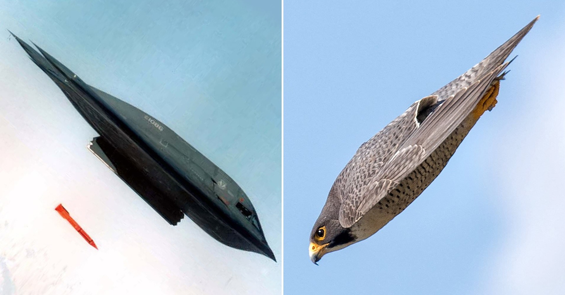 Peregrine Falcon’s Stealthy Dive Mirrors B-2 Bomber In Stunning Photo ...