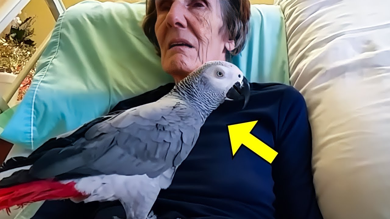 Dying woman says final goodbye to her parrot The bird’s instant