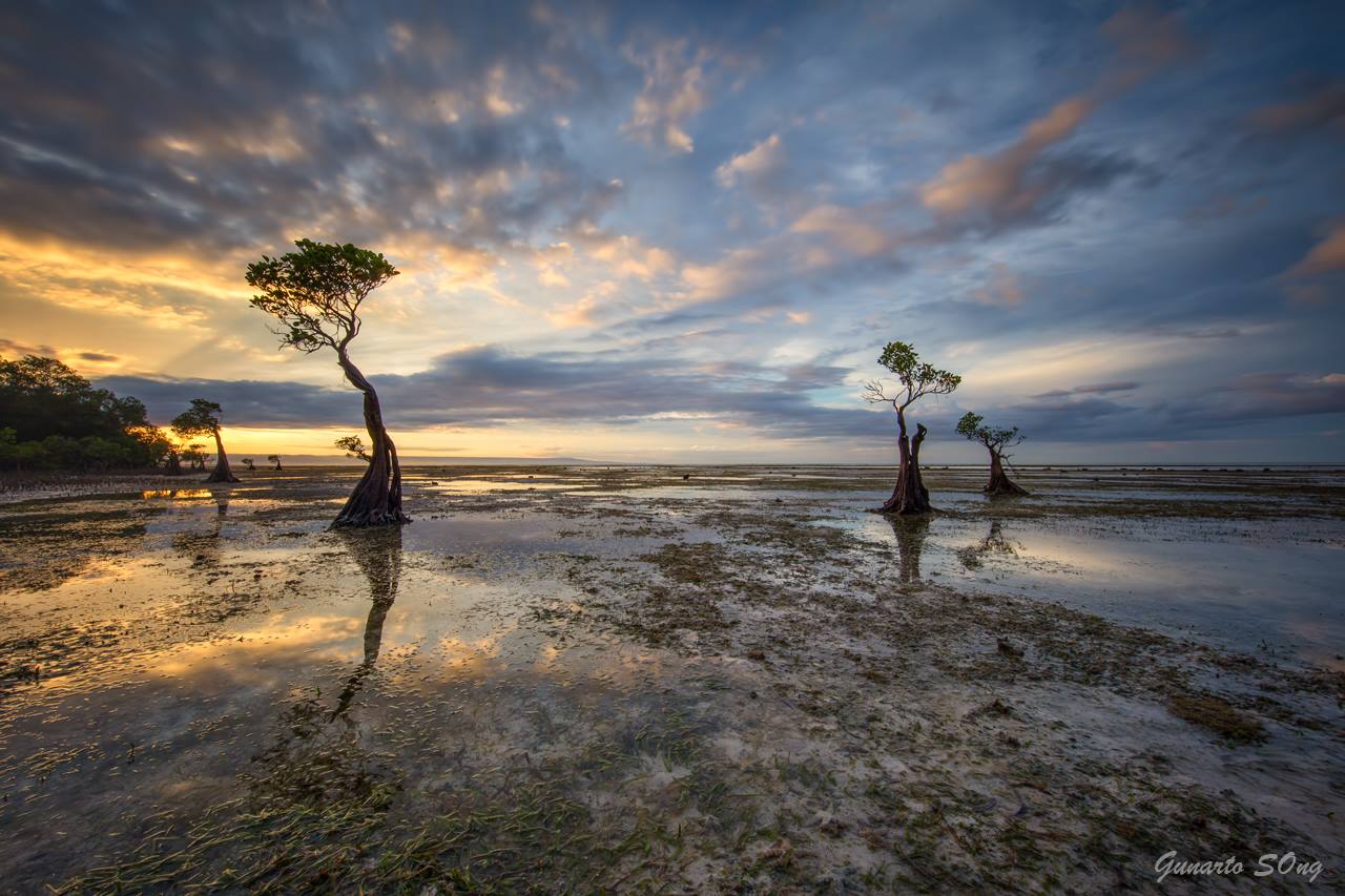 The Hypnotic Beauty and Importance of Sumba Island’s Dancing Mangrove ...