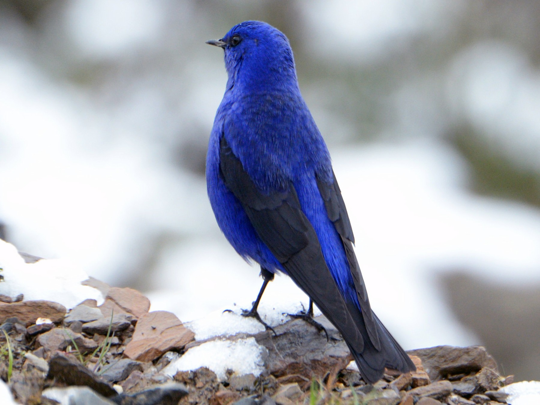 Exploring Sexual Dimorphism in Grandalas: The Striking Differences ...