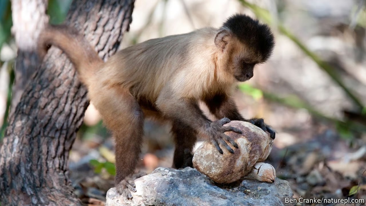 White Faced Capuchin Monkeys In Panama Enter The Stone Age Using Stone