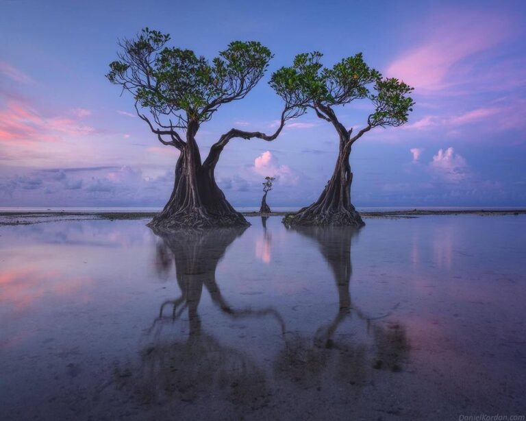 The Hypnotic Beauty and Importance of Sumba Island’s Dancing Mangrove ...