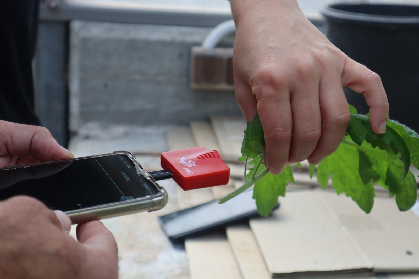 Can You Hear Plants Cry? The Surprising World of Ultrasonic Plant ...