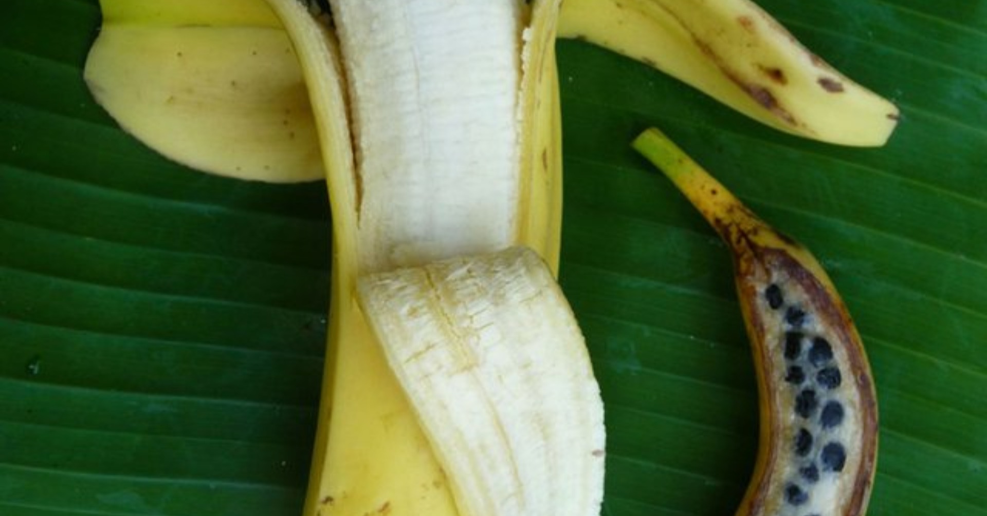 The Domestication of Bananas and Their Transformation into a Seedless