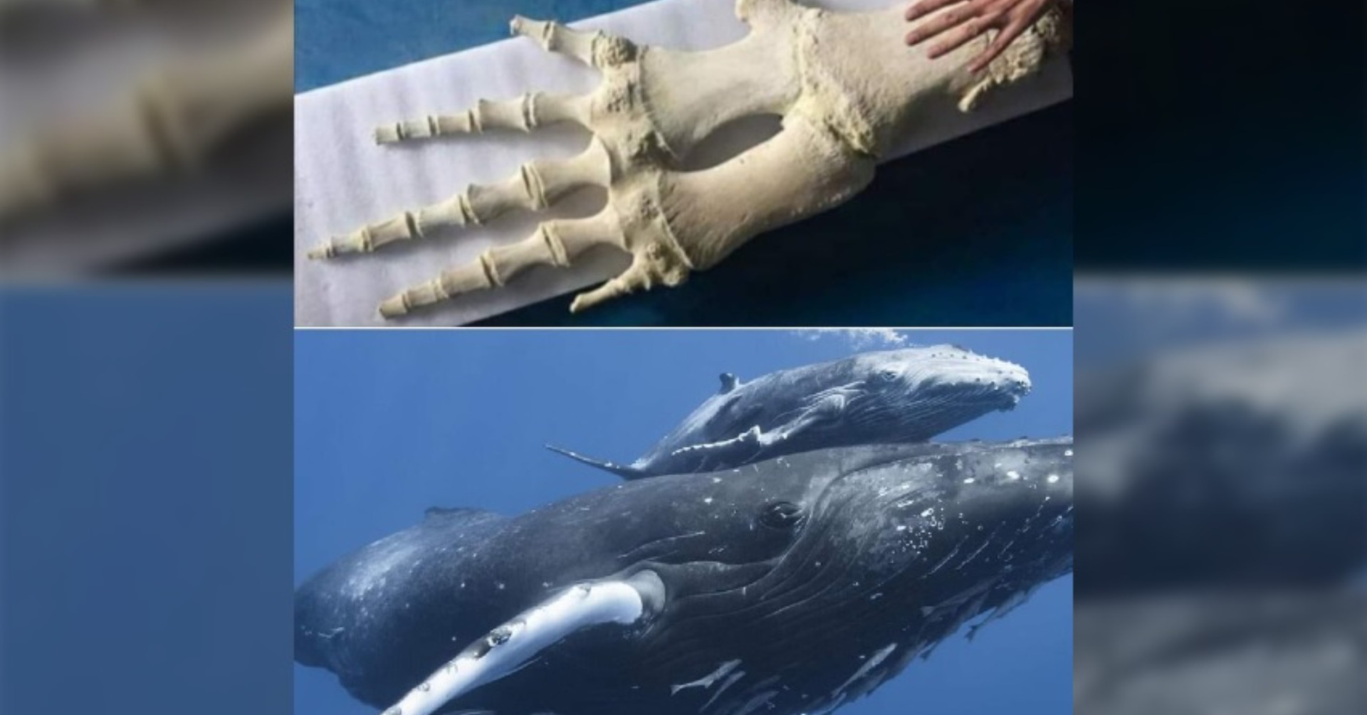 Whales Have Arm, Wrist, and Finger Bones in Their Front Fins - Hasan Jasim