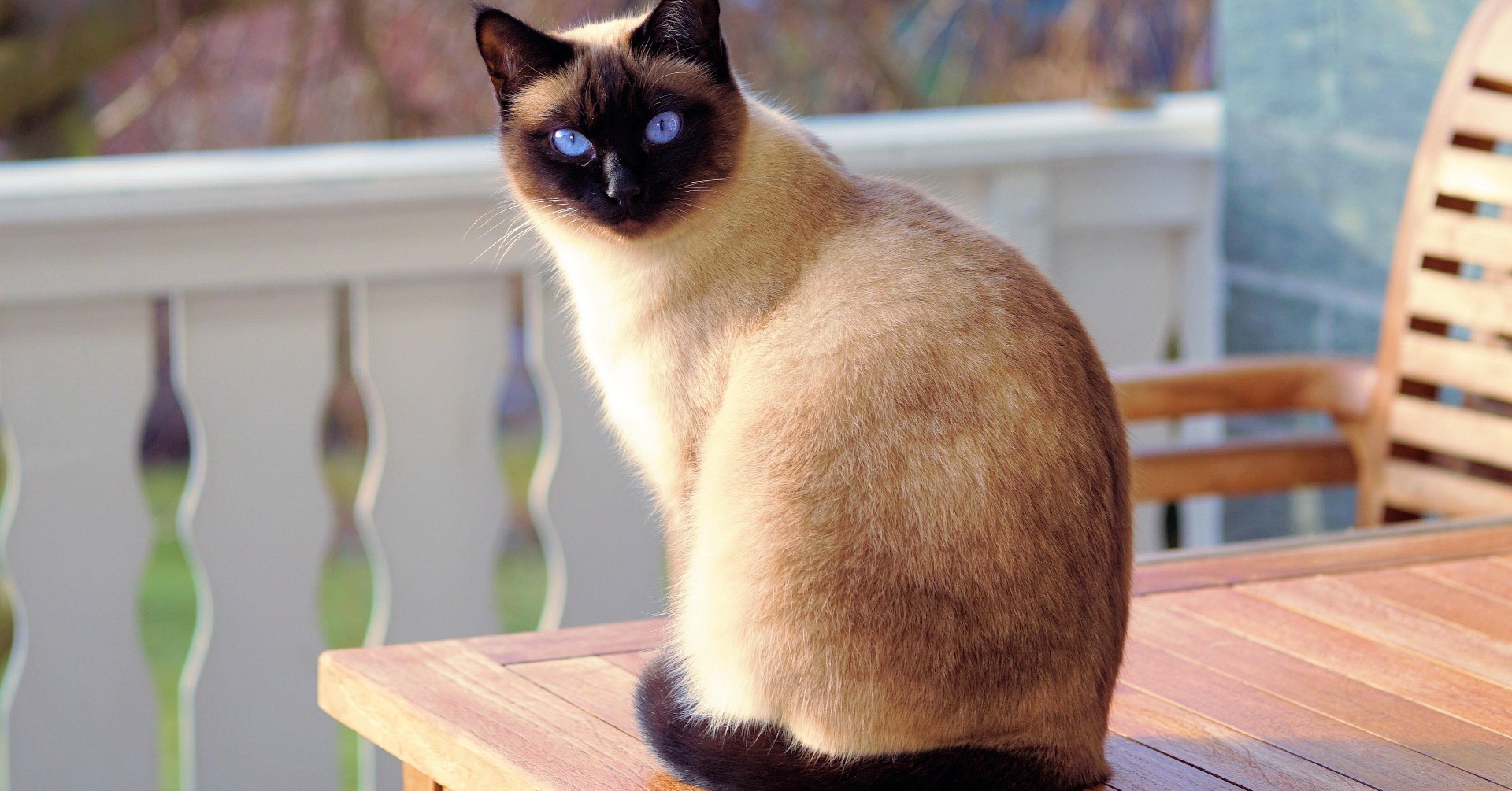 Siamese Cats Walking Heat Maps with Unique Characteristics Hasan Jasim