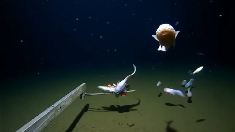 New Record Set: Deepest Fish Ever Caught on Camera at 8,330 Meters in ...