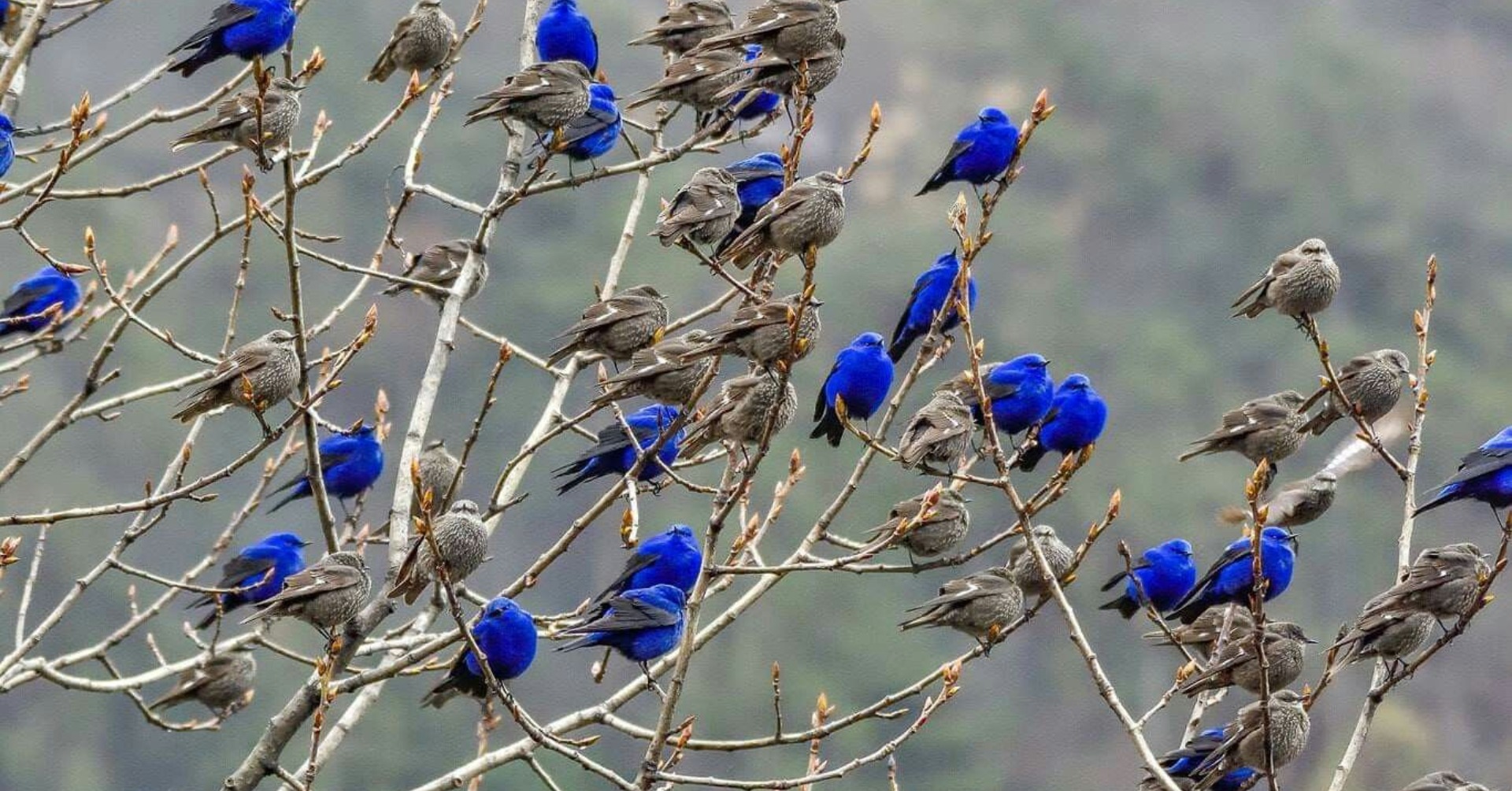 Exploring Sexual Dimorphism in Grandalas: The Striking Differences ...