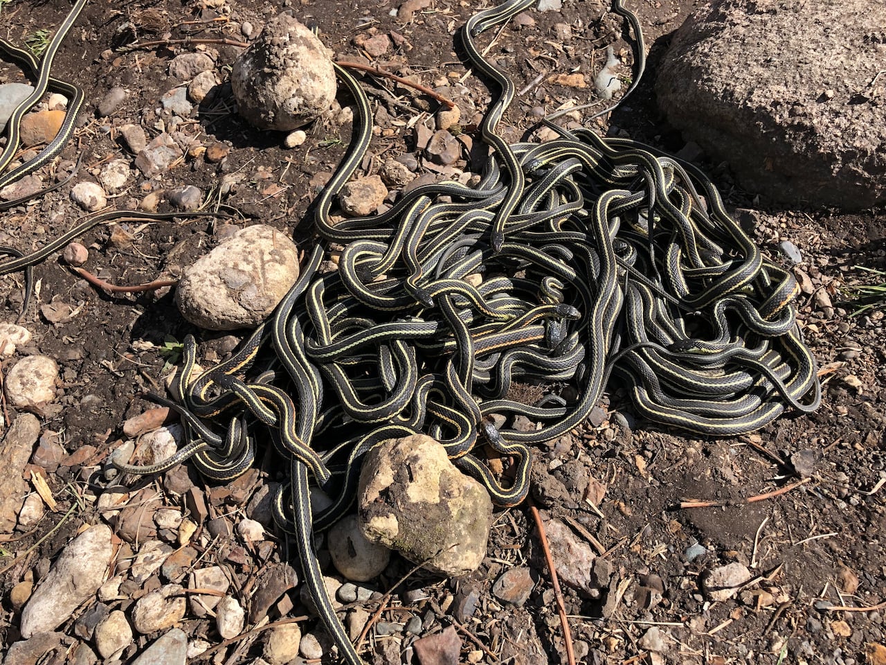 Tens of Thousands of Garter Snakes Emerge from Hibernation for Rare