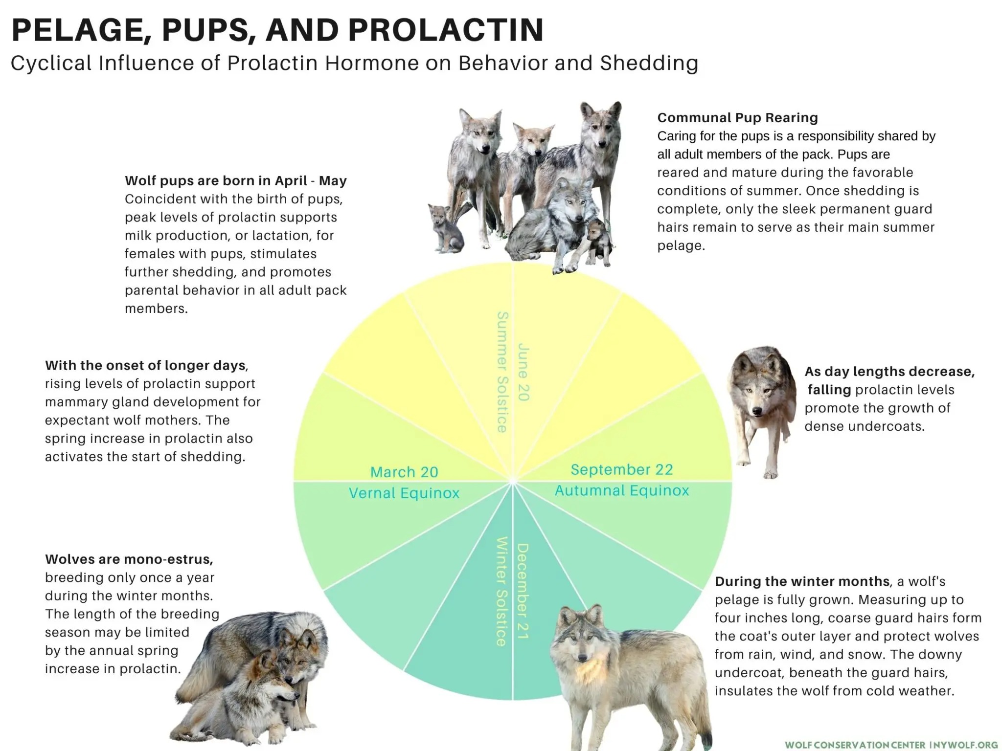 Wolves' Built-In Adaptation: Their Insulating Undercoat - Hasan Jasim