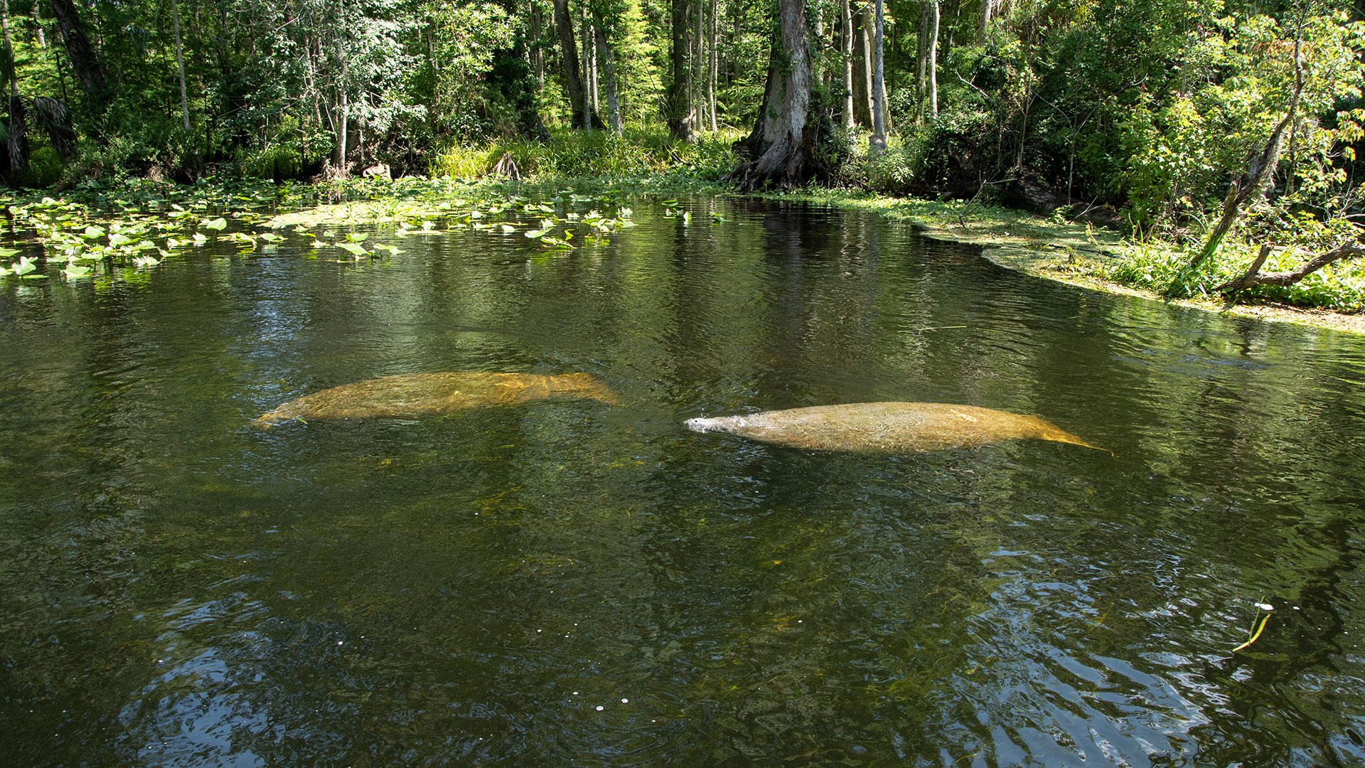 Manatees Munching on Sweet Potatoes: A Viral Photo Captures the Hearts