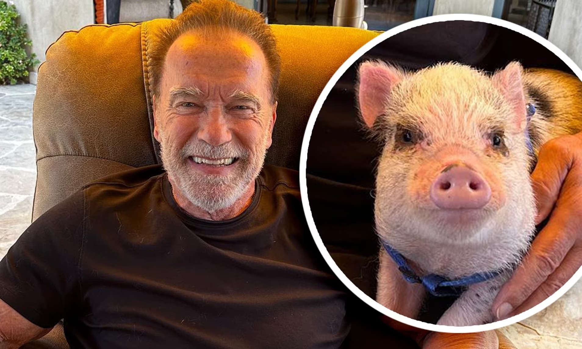 Arnold Schwarzenegger has an adorable pet pig meet Schnelly Hasan Jasim
