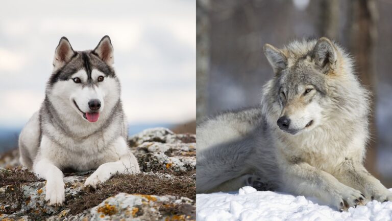 Husky vs. Wolf: Understanding the Key Differences - Hasan Jasim