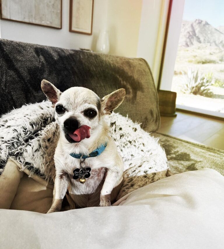 Kaley Cuoco mourns beloved dog Dump Truck Chihuahua helped her through