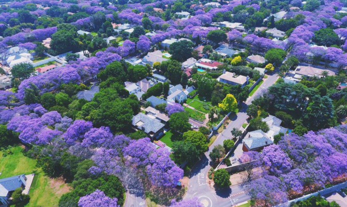 Jacaranda Blooming Season Transforms Johannesburg into a Floral