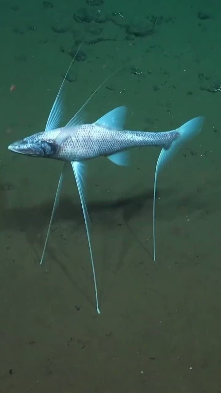 Tripod Fish The Astonishing DeepSea Standouts Hasan Jasim