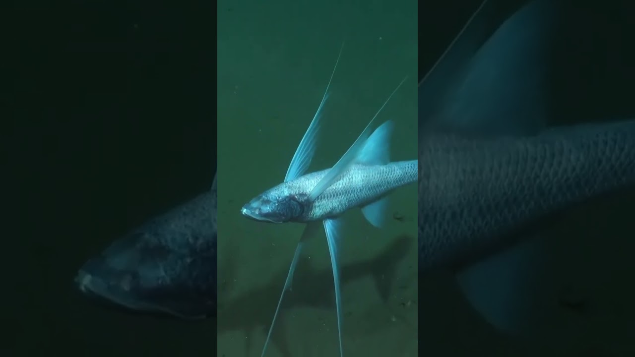 Tripod Fish The Astonishing DeepSea Standouts Hasan Jasim