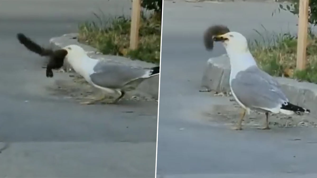 Seagull Devours Squirrel: Viral Video Shatters Perception of Their Diet ...