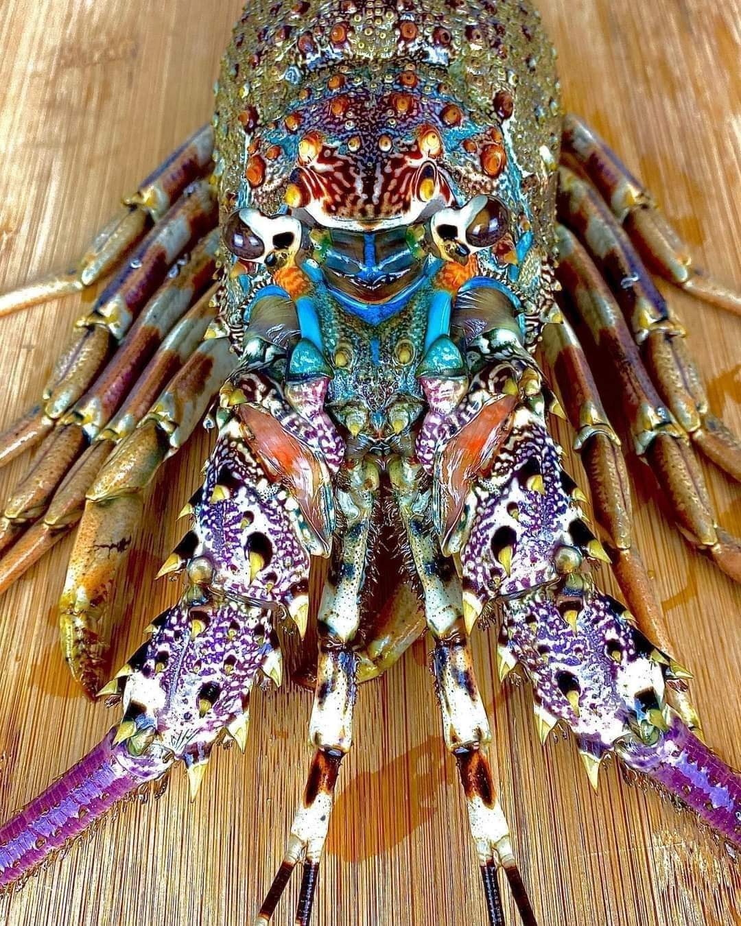 Rainbow Lobster The Mysterious Migration of the Tropical Rock Lobster