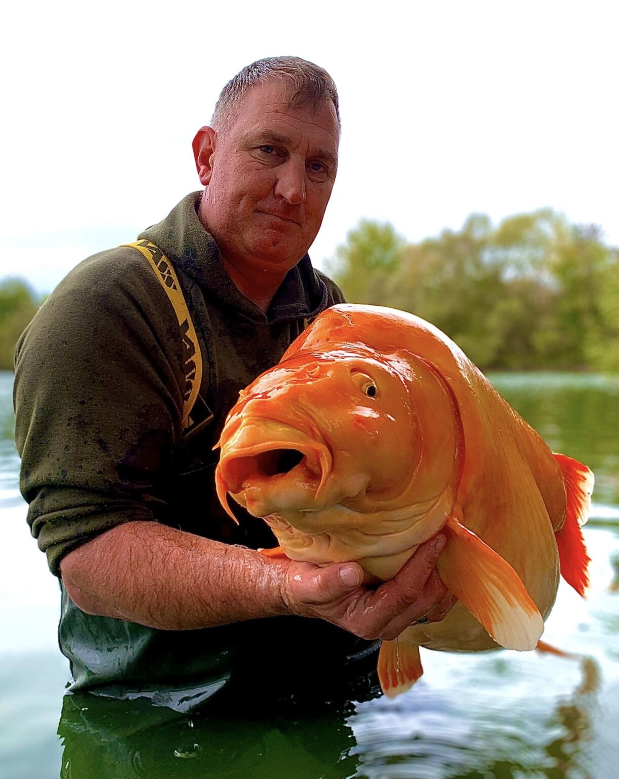 Giant Goldfish Hybrid A Weighty Reminder to Avoid Pet Dumping Hasan