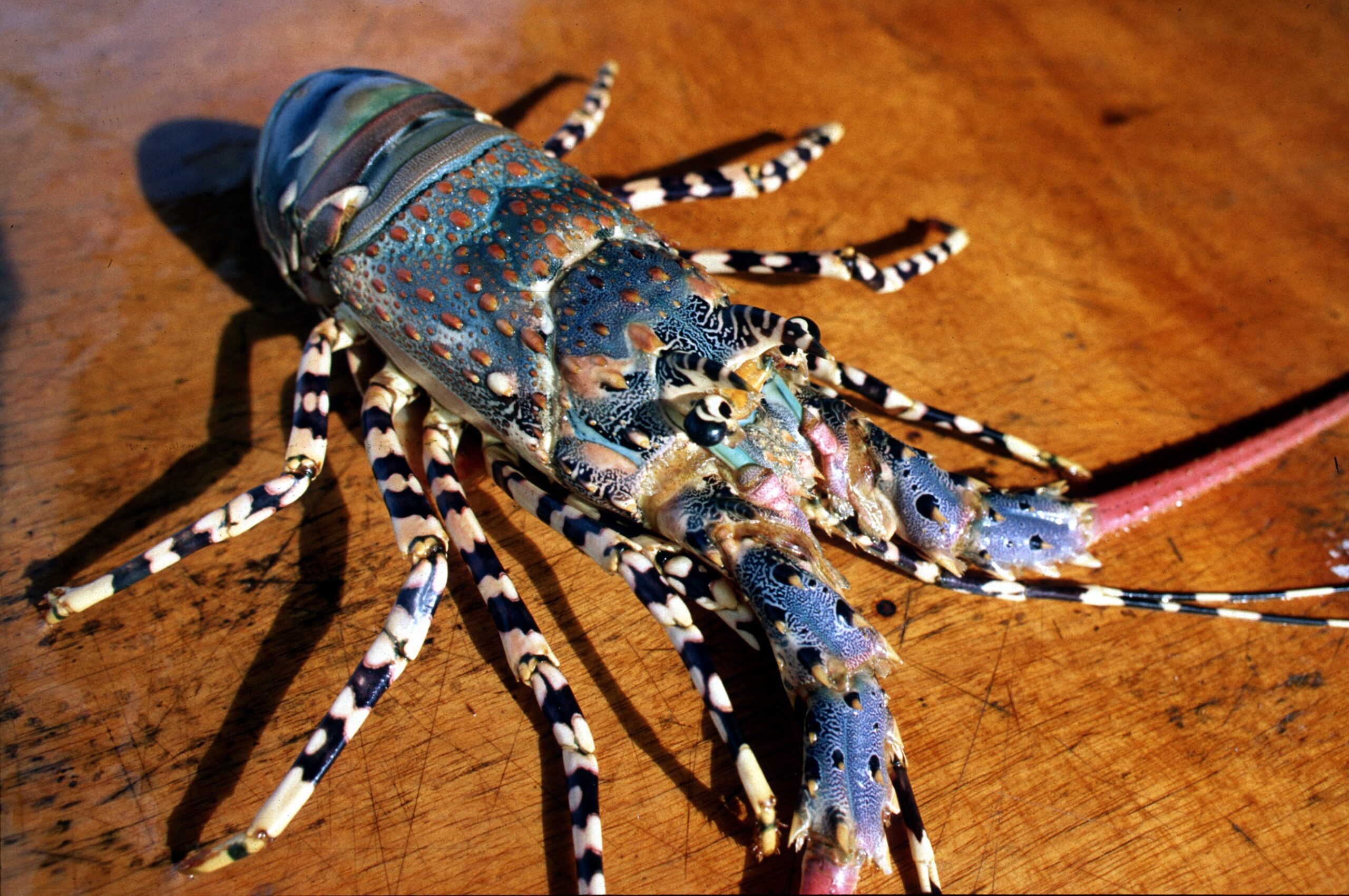 Rainbow Lobster The Mysterious Migration of the Tropical Rock Lobster