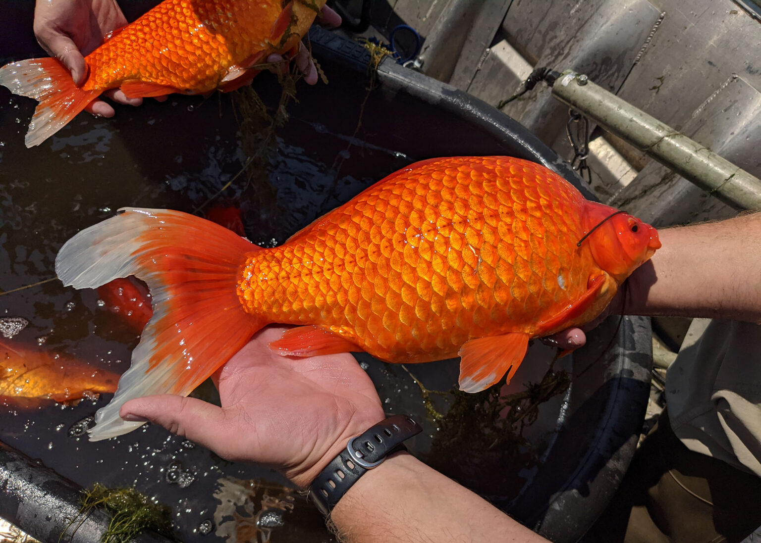 Giant Goldfish Hybrid: A Weighty Reminder to Avoid Pet Dumping - Hasan ...