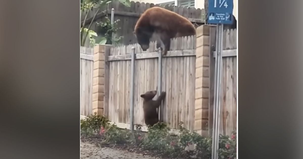 Mama Bear Refuses to Abandon Struggling Cub, Shows Boundless Love ...