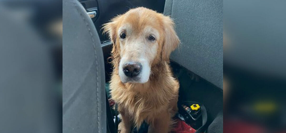 14-year-old dog was heartbroken after being surrendered to shelter ...