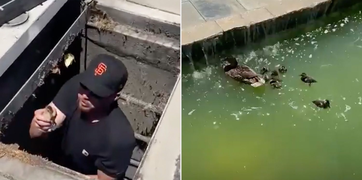 Couple stops to help ducklings trapped in storm drain — thank you ...