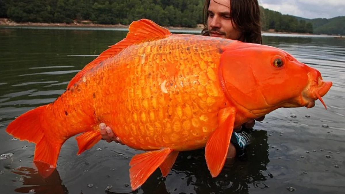 Giant Goldfish Hybrid: A Weighty Reminder to Avoid Pet Dumping - Hasan ...