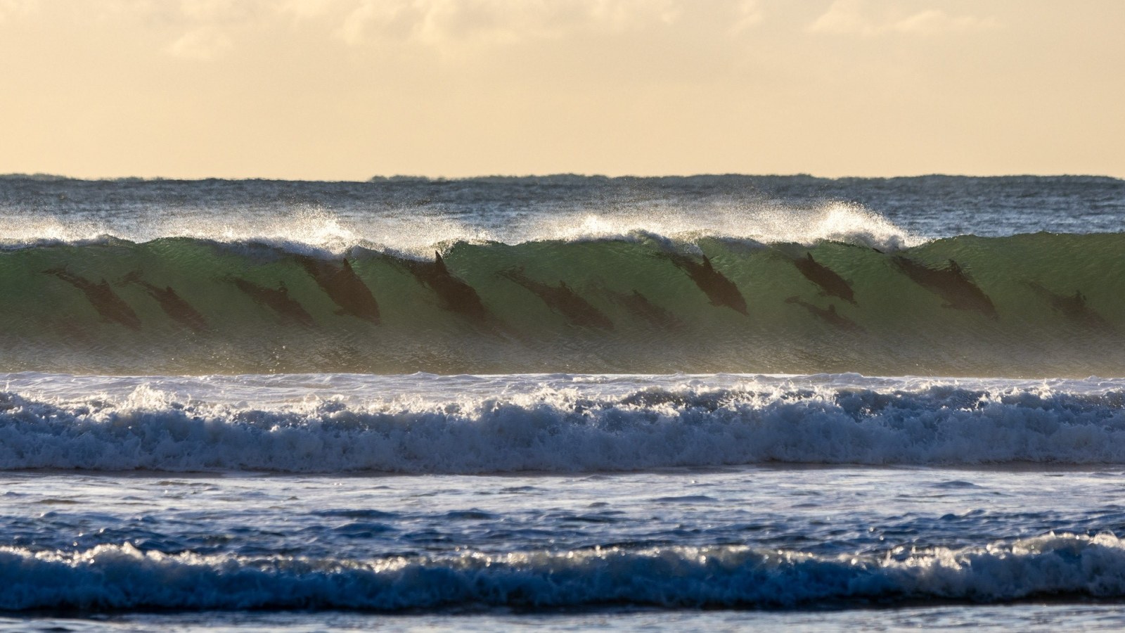 Astonishing Synchronised Surf: A Dozen Dolphins Delight Off Sydney’s ...