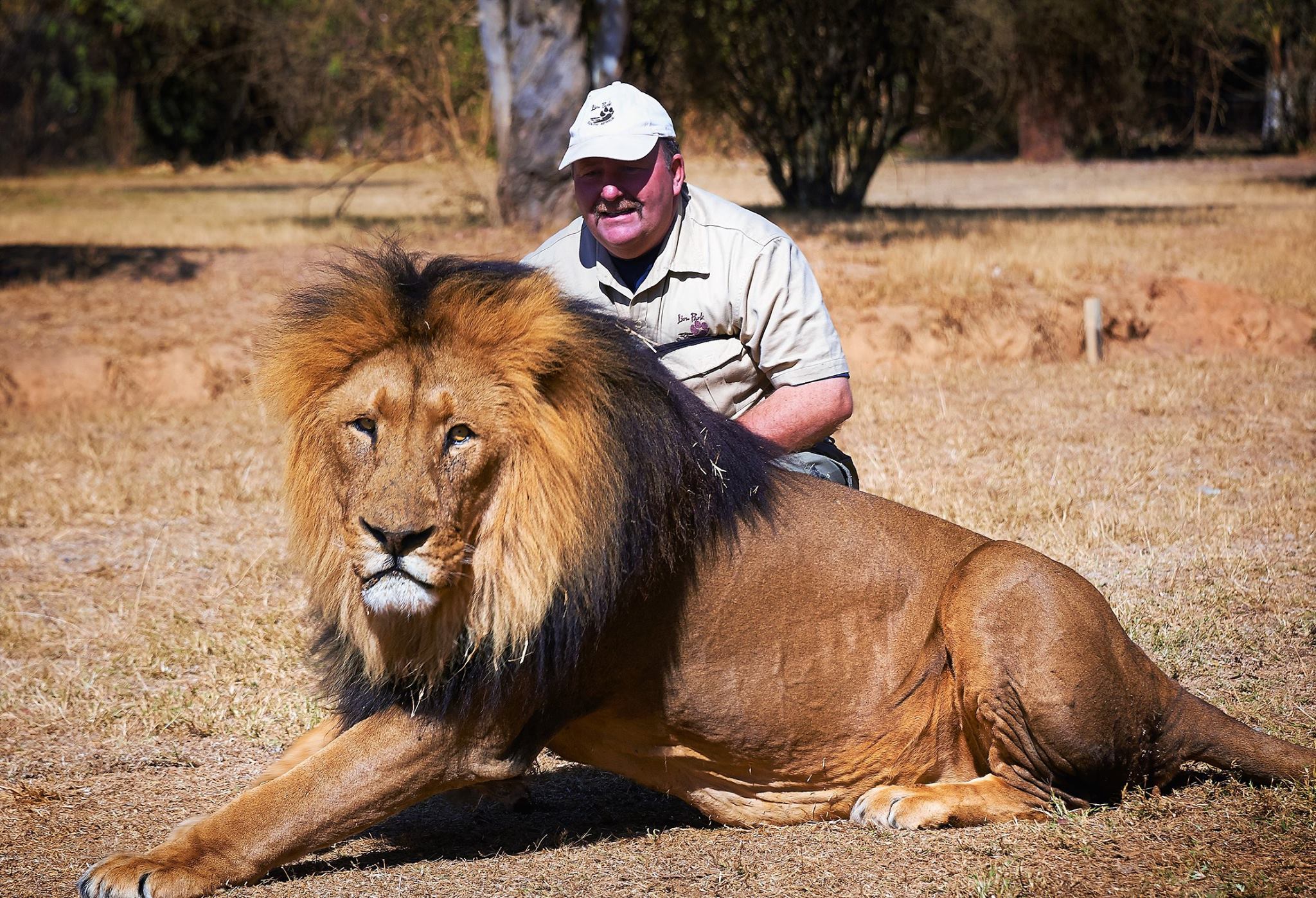 Lion Whisperer British Man Creates Heartwarming Bond through Daily