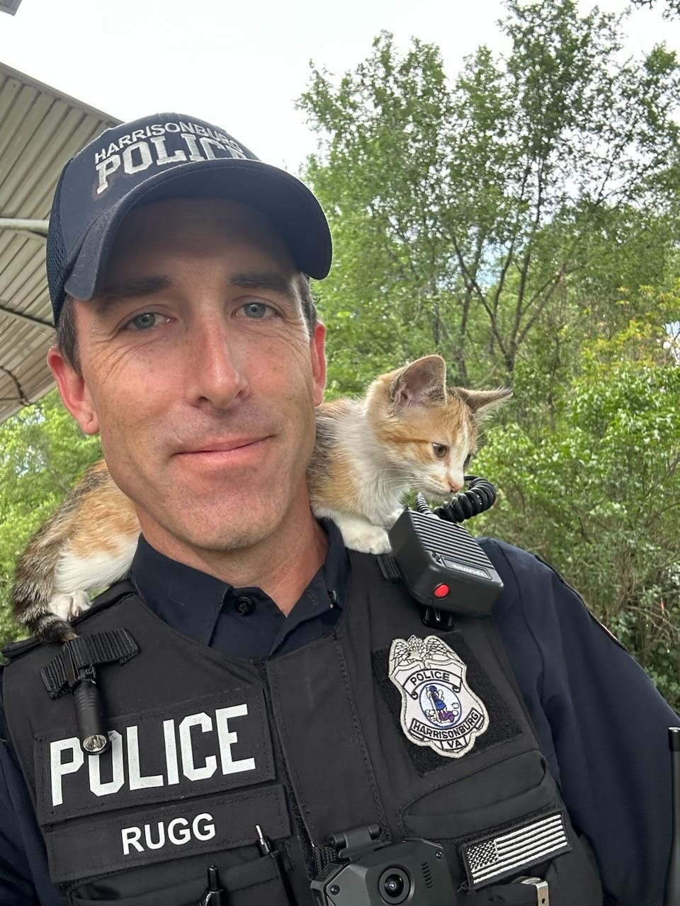 Kitten thrown from vehicle gets adopted by responding police officer ...