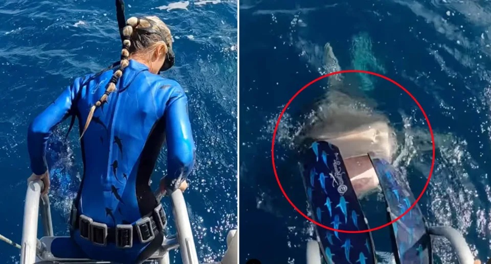 Encounter Woman’s Close Call with a FiveMetre Shark