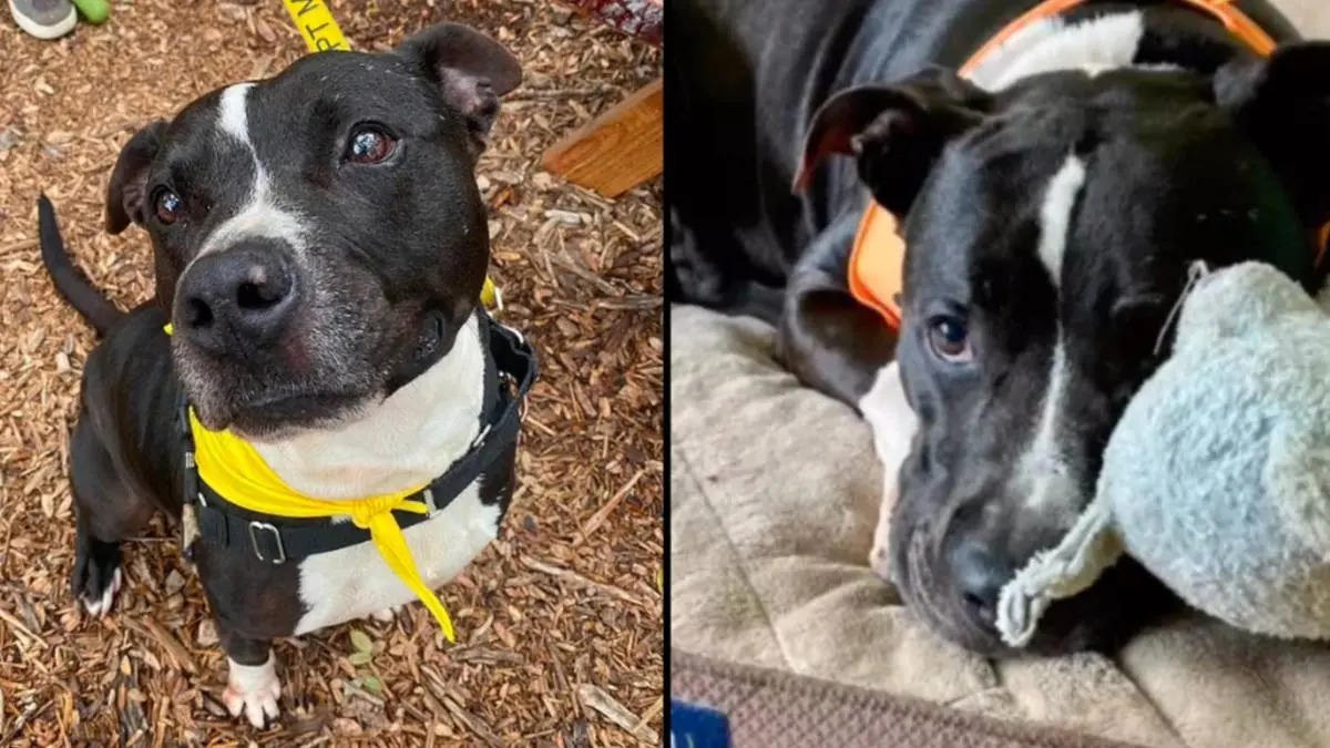 Dog finally adopted after 500 days in shelter was returned a week later(02)