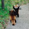The Standing Defense Red Pandas Ingenious Survival Tactic Hasan Jasim