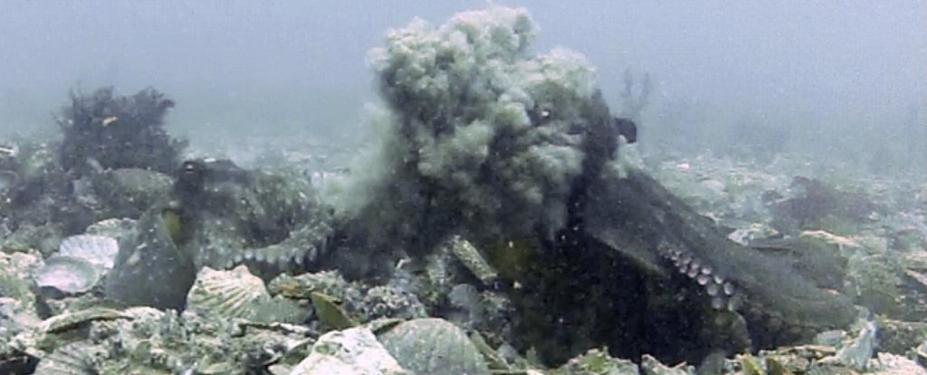 Female Octopuses Throw Shells At Annoying Males - Hasan Jasim