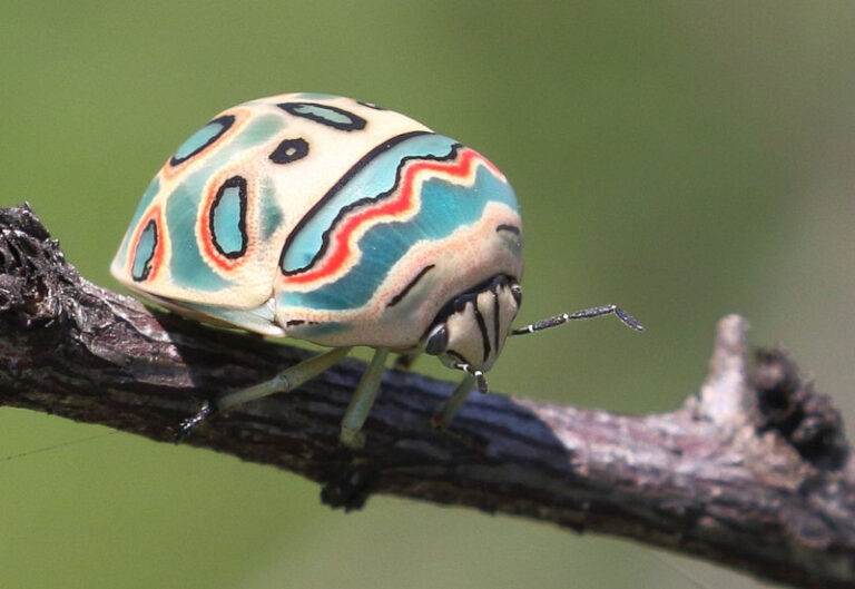 Picasso Bug: A Masterpiece of Nature - Hasan Jasim