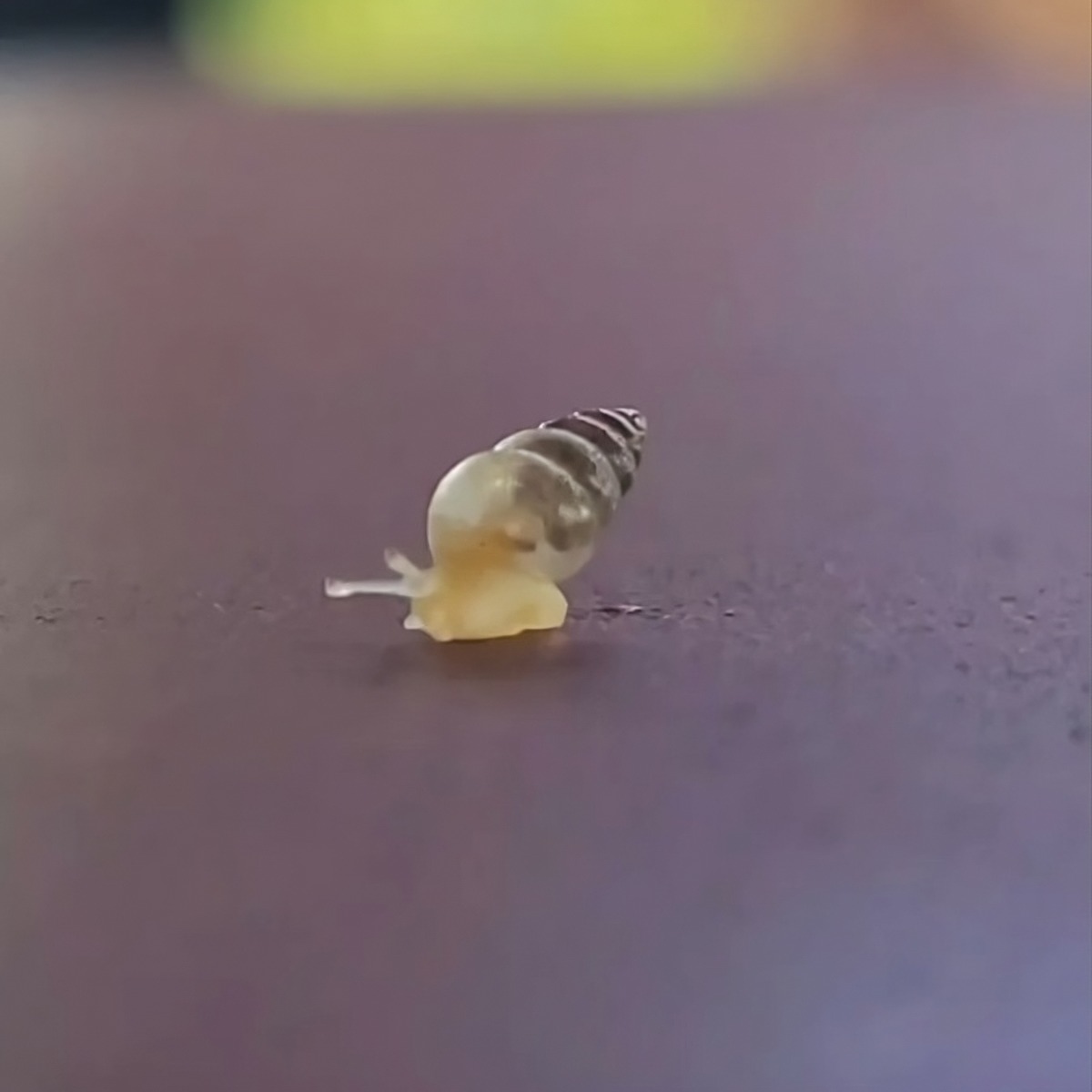 Sculpted by Nature: The Evolution of Snail Shells from Protoconch to ...