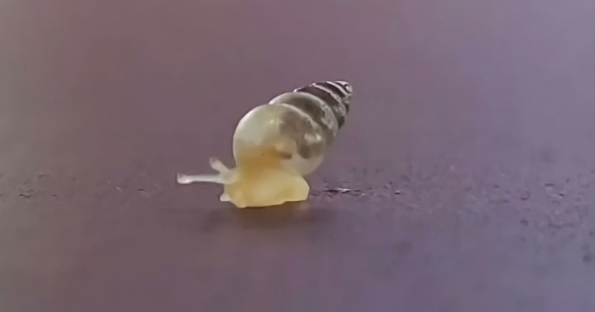 Sculpted by Nature The Evolution of Snail Shells from Protoconch to