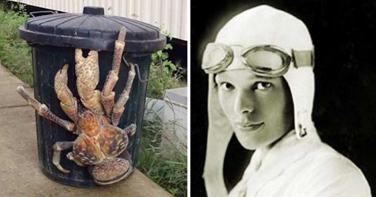 Meet The World’s Largest Land Crab That May Have Eaten Amelia Earhart Alive - Hasan Jasim