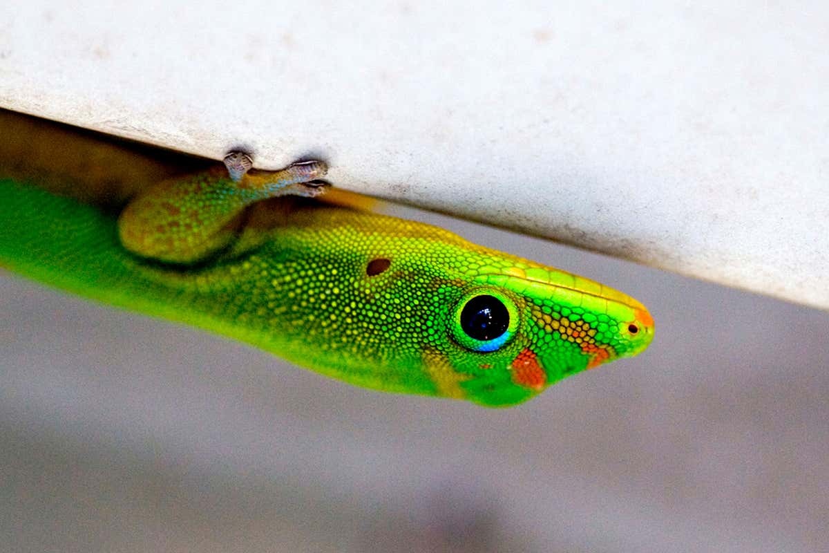 The Marvel of Lizard Unraveling the Geckos’ UpsideDown