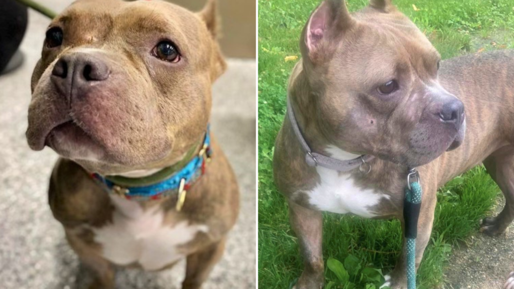 The Standing Defense Red Pandas Ingenious Survival Tactic Hasan Jasim