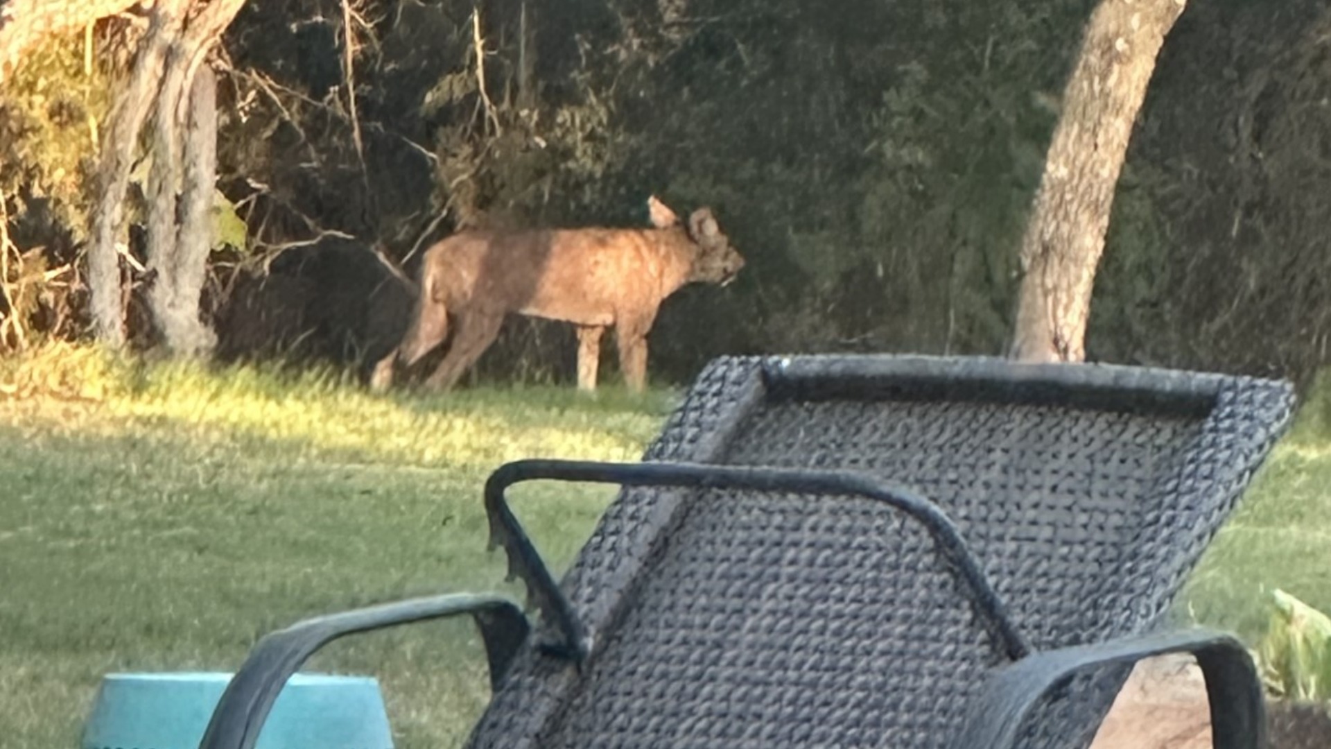 Texas Woman Seeks Public’s Assistance to Identify Mysterious Animal(01)