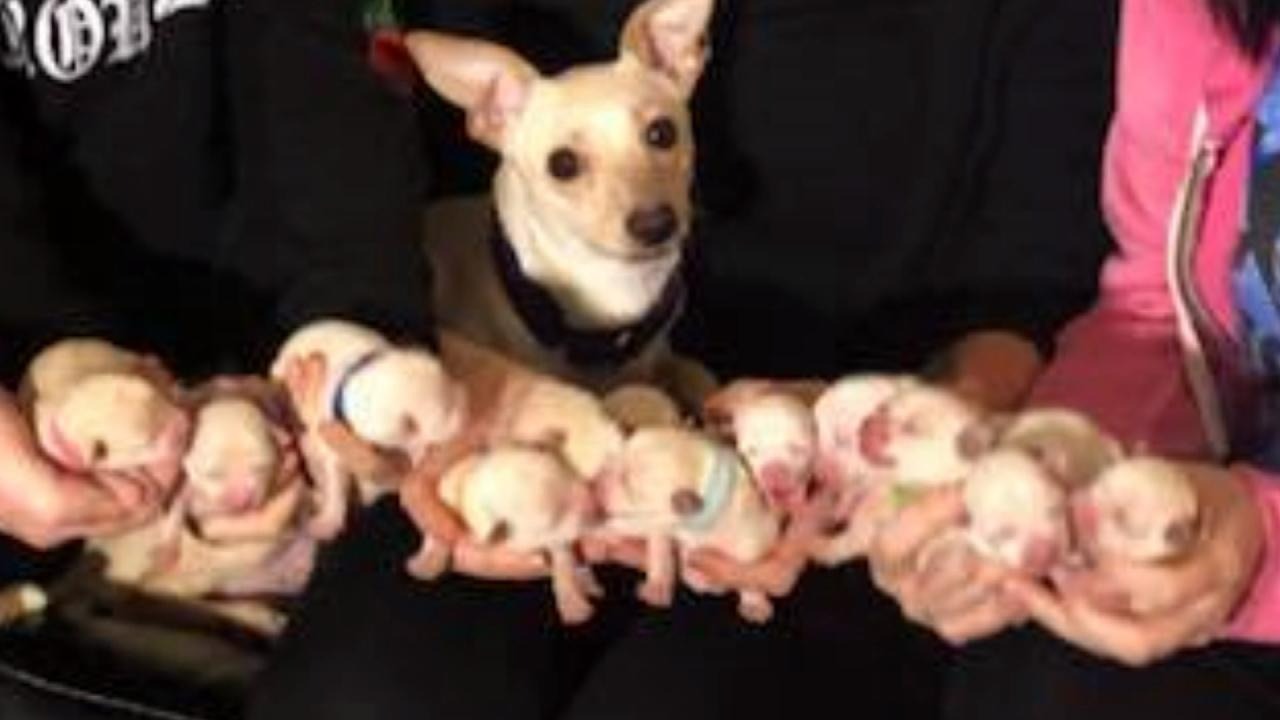 Pregnant chihuahua is rescued – after the 10th puppy is born her foster ...