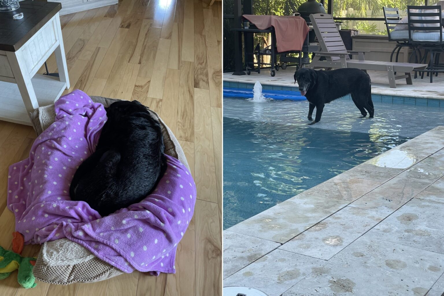 Dog who was in shelter for 10 years finally finds her forever home ...