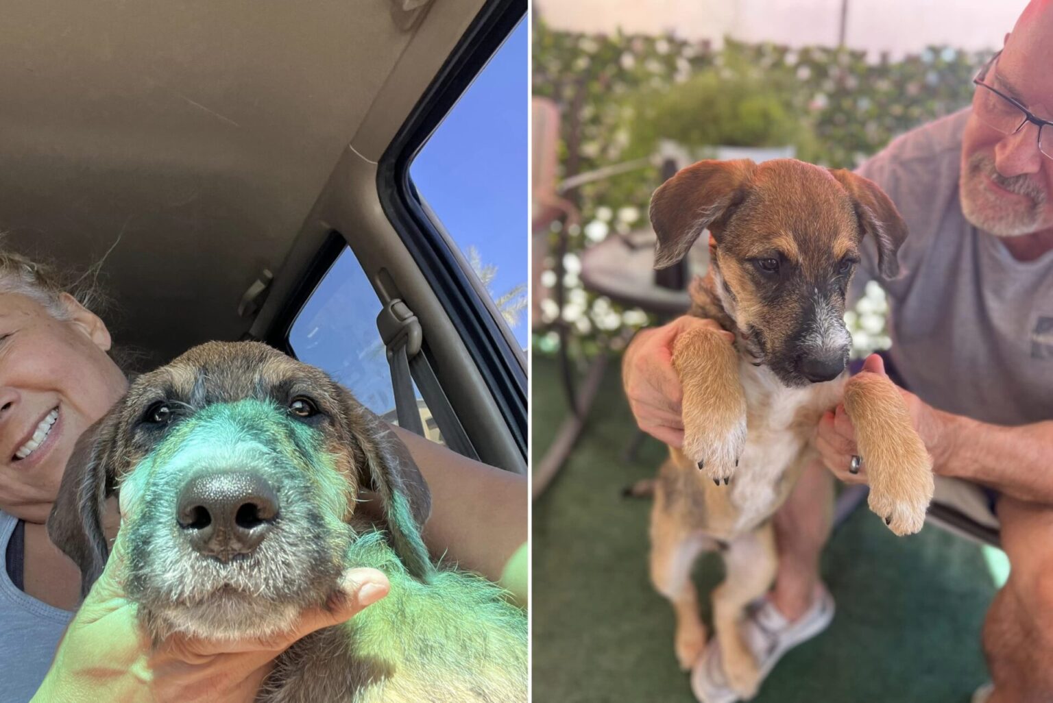 Puppy was found abandoned in sealed box in Walmart parking lot — but ...